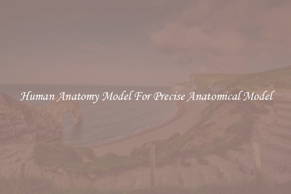 Human Anatomy Model For Precise Anatomical Model